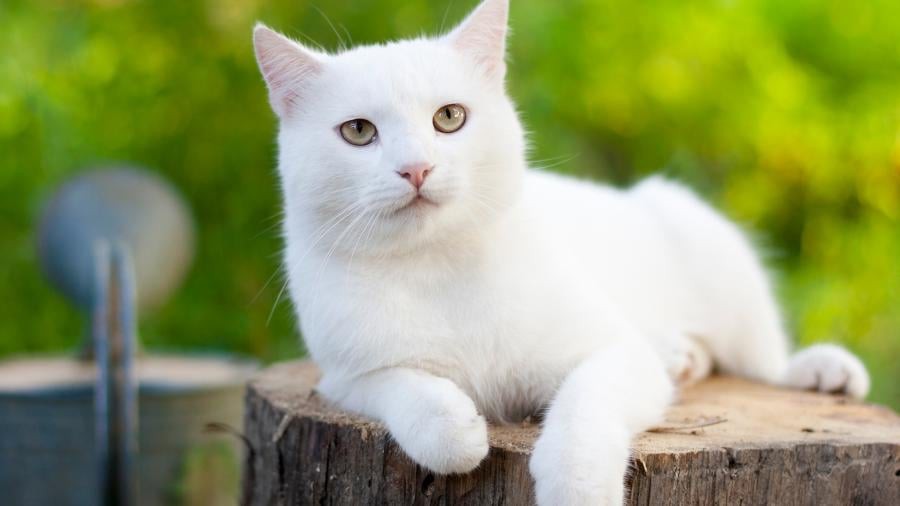 Có thể bạn chưa biết - Loài mèo trong tiếng Nga thì có đến 12 cách gọi