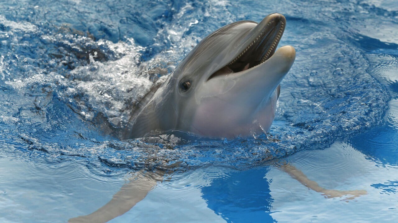Chú cá heo Winter trong bộ phim Dolphin Tale - Câu chuyện cá heo 2011 đã qua đời