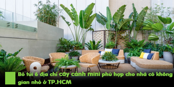 Bỏ túi 6 địa chỉ cây cảnh mini phù hợp cho nhà có không gian nhỏ ở TP.HCM