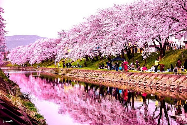 Lễ hội hoa anh đào Nhật Bản tại Hà Nội
