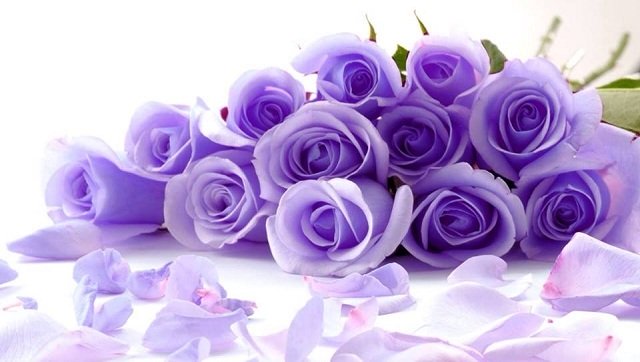 Giải m&atilde; &yacute; nghĩa của mỗi lo&agrave;i hoa hồng